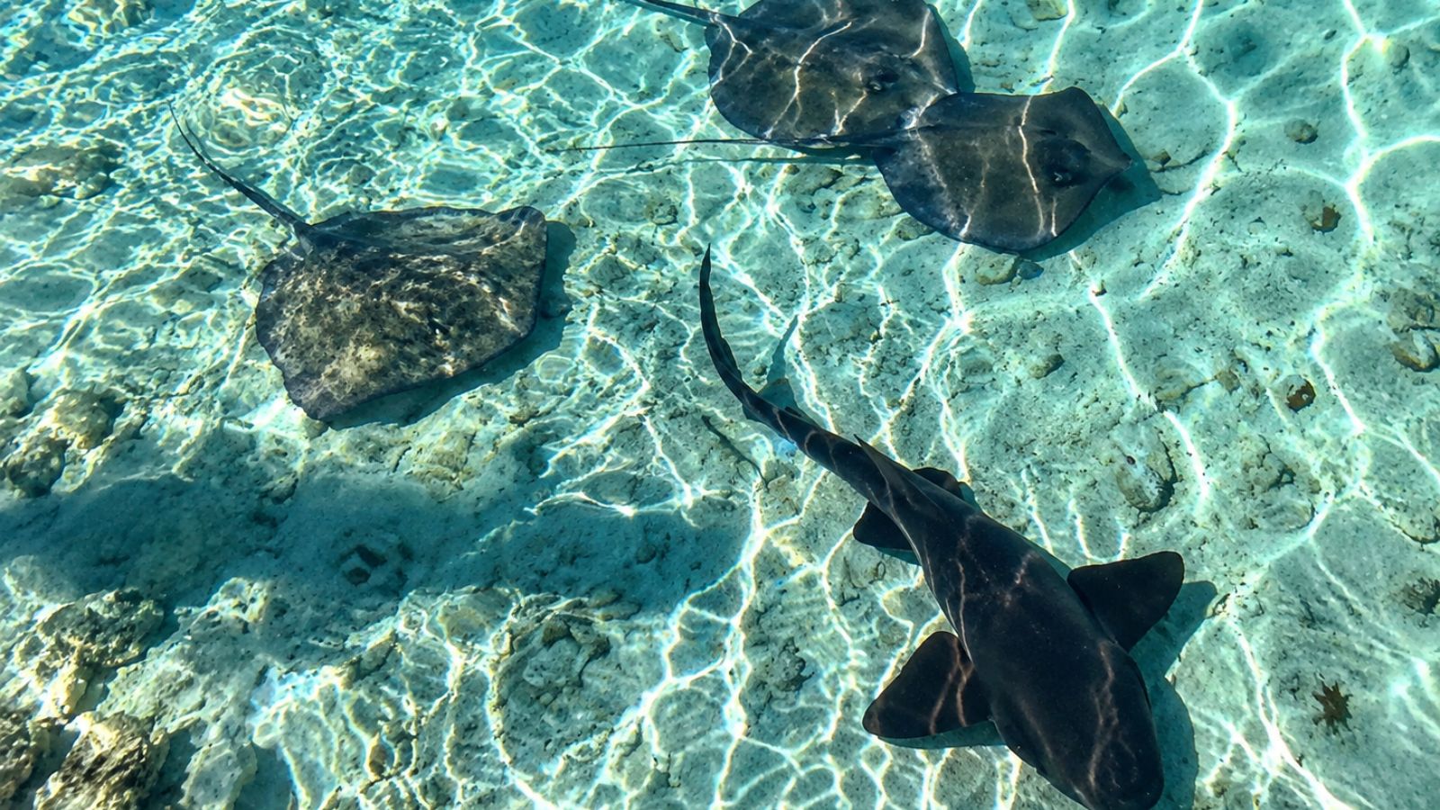 Three stingrays and a nurse shark gliding over pale sand in clear shallow water