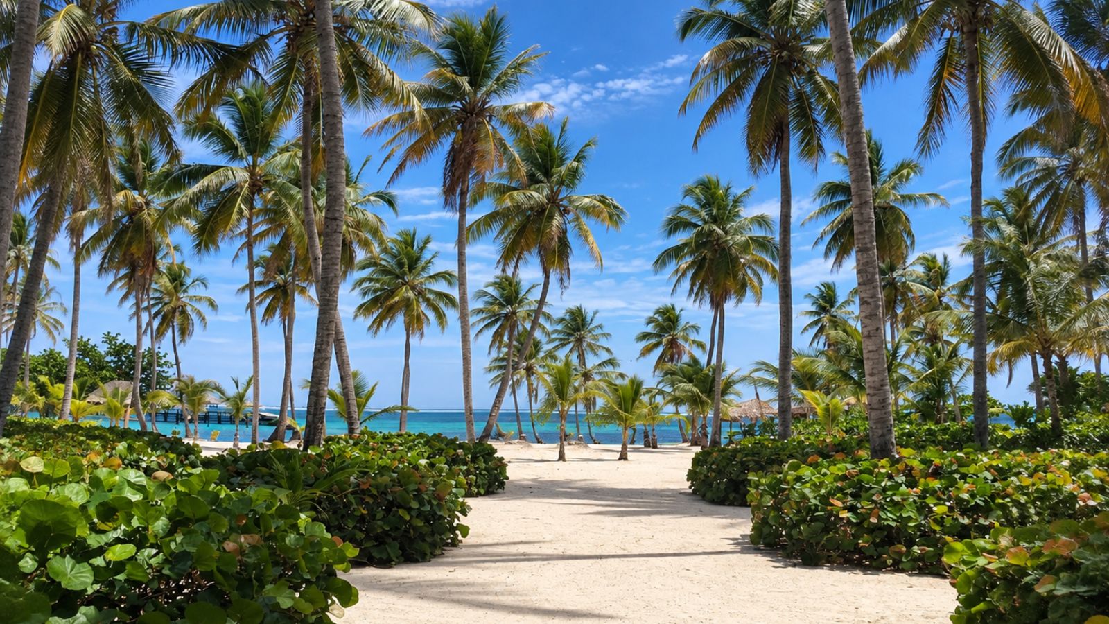 A sand path running between sea grape hedges and coconut palms down to the sea, with thatched parasols along the shore